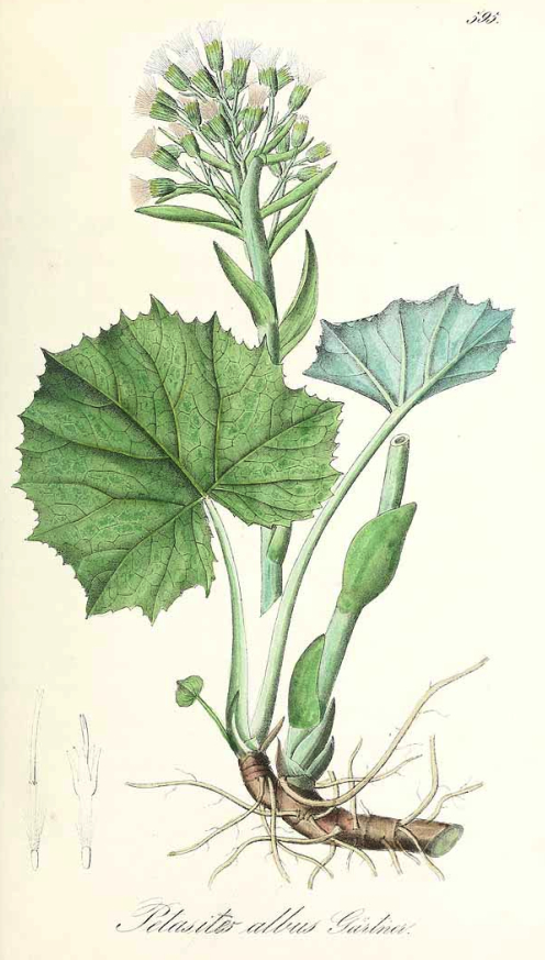 [Image: PetasitesAlbus.jpg]