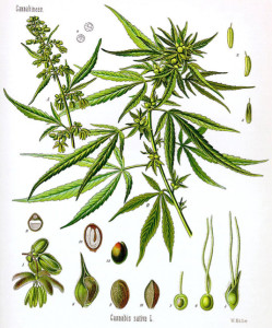 CSativa