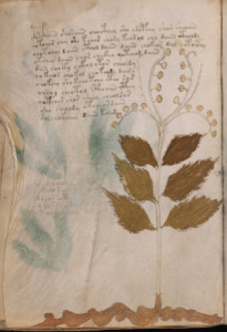 Folio30vThumb