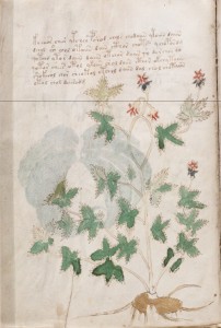 Folio5v