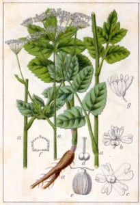 Pimpinella