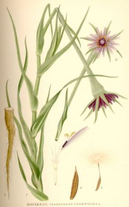 TragopogonPorrifolius