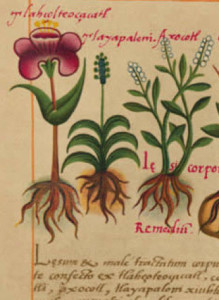 Codex Badianus New World Herbal