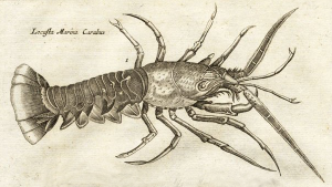 Crayfish1