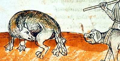Medieval drawing of castor beaver