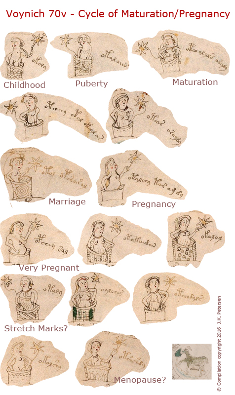 Cycles of life Voynich Manuscript