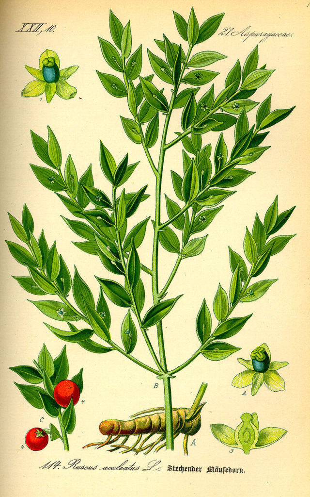 Ruscus aculeatus botanical drawing