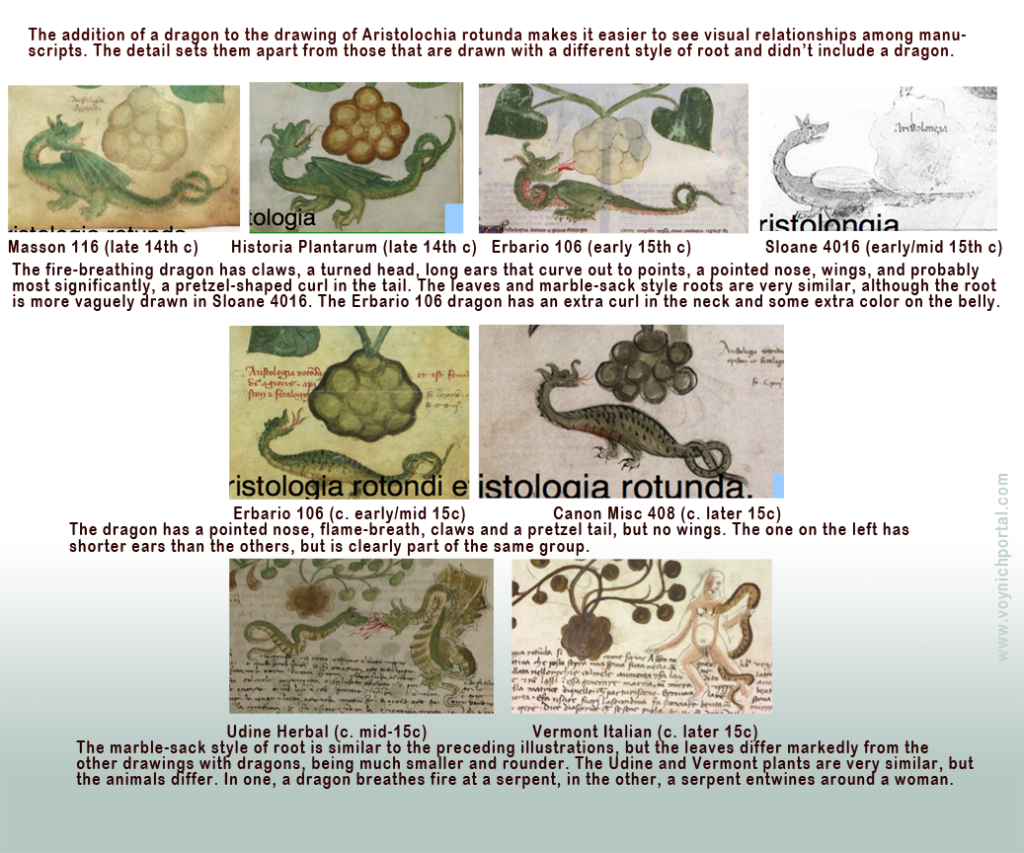 Pics of marble-sack roots and dragons with pretzel-tails illustrating medieval Aristolochia rotunda