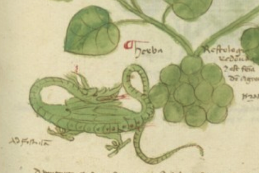 Aristolochia rotunda dragon, BnF Latin 17844