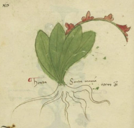 medieval plant drawing labeled Santa maria