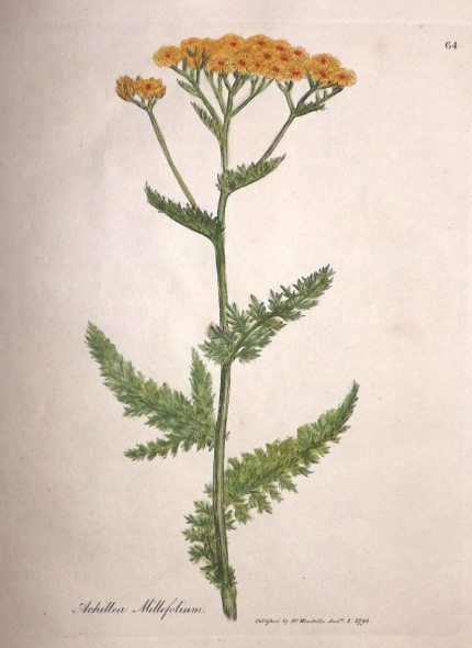 Botanical illustration Achillea millefolium yellow.