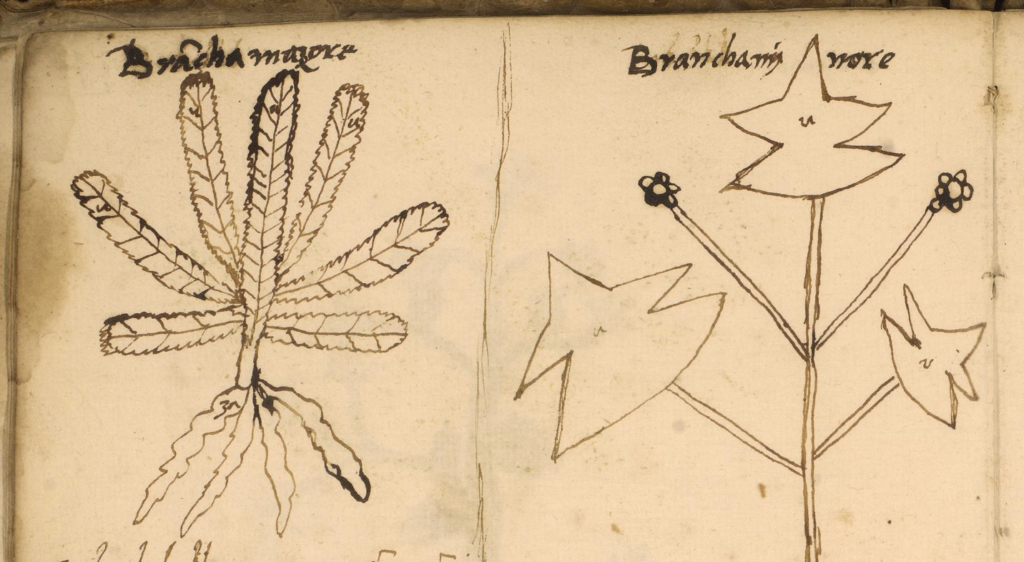 LJS 419 unpainted plant drawings with color annotations