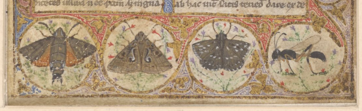 Moths and wasp or fly decorating the base of the folio of the Cocharelli Codex Prologue.