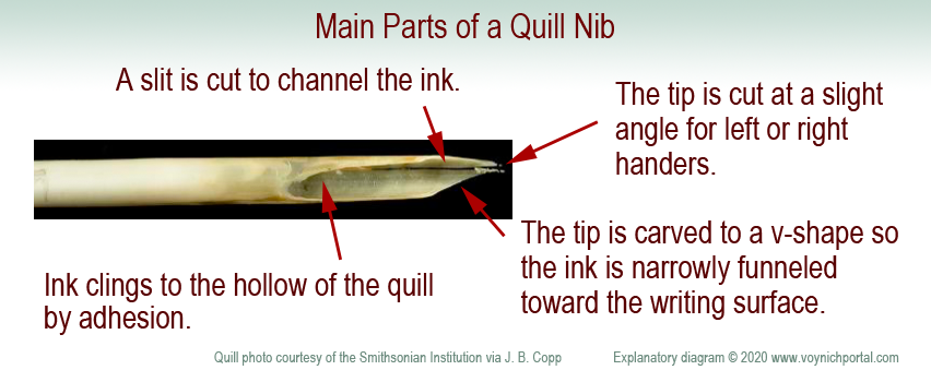 Diagram of the basic parts of a quill pen tip.