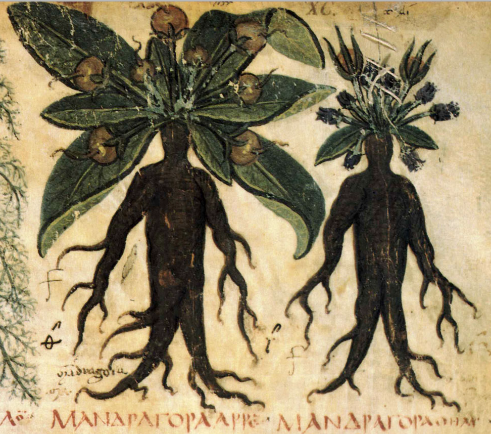Dioscorides male and female mandrake plants