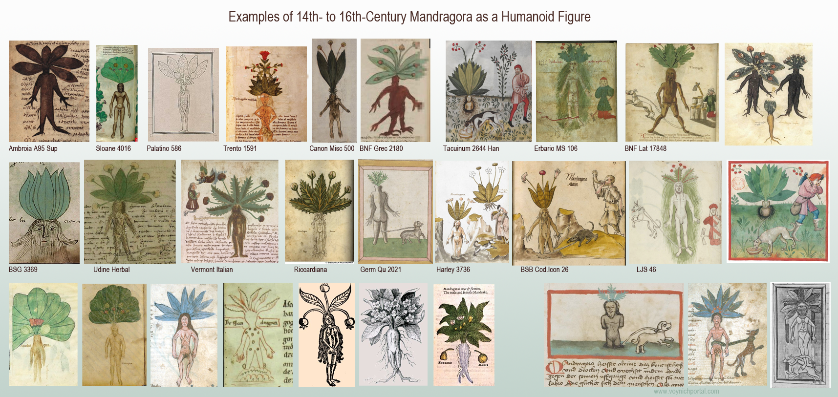 sample of medieval mandrake (Mandragora) drawings
