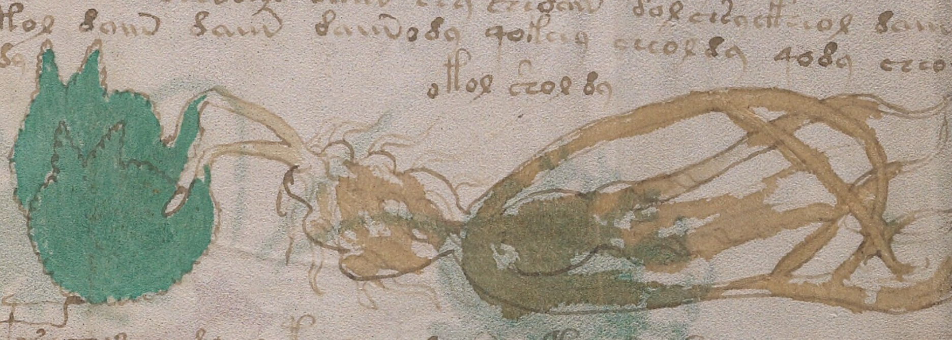 Voynich Manuscript small humanoid plant maybe mandrake