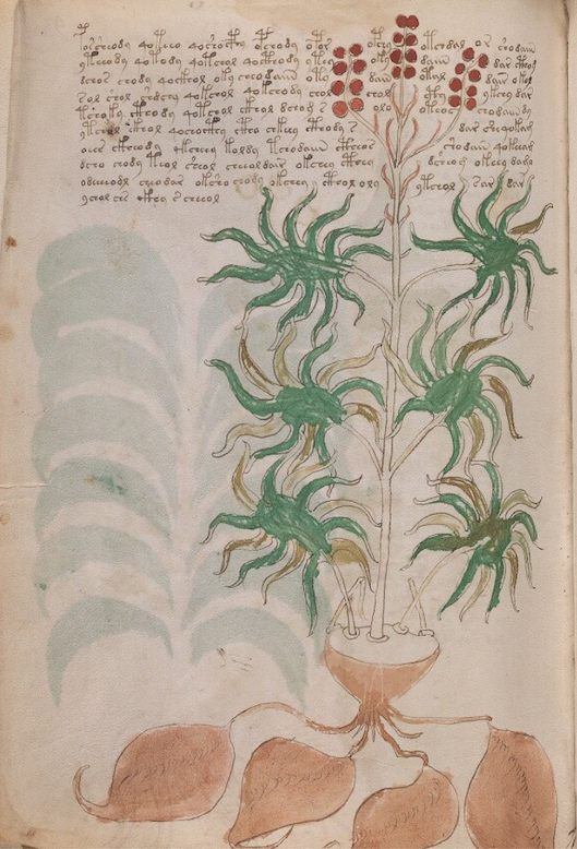 Beinecke 408 f93v plant